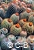 Subik,R., Kunte,L.-Geillustreerde Cactus Encyclopedie (R&B)