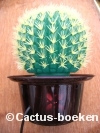 Cactus Lamp met kleurige verlichting (Schoonmoedersstoel) 