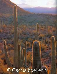 Populatie van 100-en Saguaro Cactussen (Carnegiea gigantea) westelijk van Tucson in Arizona (blz 52).
