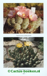 Tephrocactus subterraneus in bloei, bloeiende Tephrocactus ovatus (blz 261).