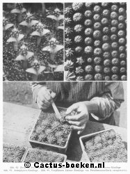 Zaailingen van Cereus-soorten, zaailingen van Astrophytum, verplanten van zaailingen van pseudomammillaria camptotricha (blz 75).