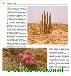 Günter Andersohn - Cacti and Succulents (blz 34).