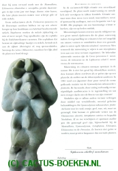 Cerutti, V. & Starosta, P. -  Cactussen (blz 13).