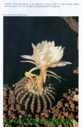 Discocactus horstii, bloeiende Cactus (blz 110).