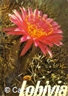 Rausch, W. - Lobivia - 2 (1975)
