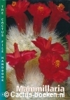 Pilbeam, J.- Mammillaria (Cactus File Handbook 6)
