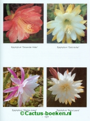 Bloemen van bijzondere mooie  Epiphyllum kruisingen en hybriden (blz 125).