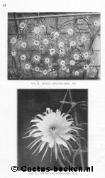 Bloeiende Selenicereus grandiflorus met 31 bloemen ! (blz 44).