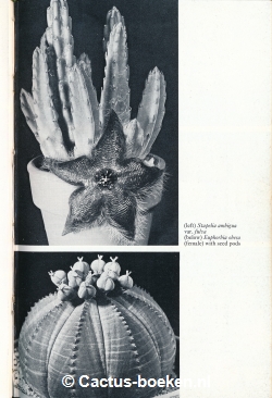 Margaret J. Martin, and Peter R. Chapman - Succulents and their Cultivation (foto-blz. 15).