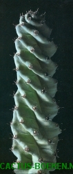 Cerutti, V. & Starosta, P. -  Cactussen (blz 25).