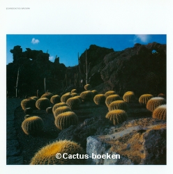 Veld met Echinocactus grusonii groeiend in de bodem van lava.